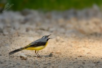 Konipas lucni - Motacilla flava - Western Yellow Wagtail 4223